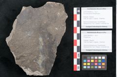 Foto (Objekt + Etikett) von Ficus tenuinervis Ettingshausen (NHMW-GEO-2024-0188-8062a)